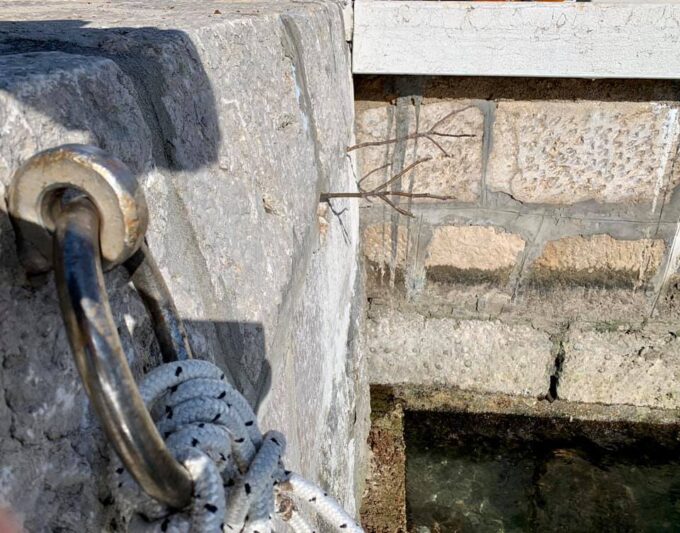 Dvije nove sadnice smokve