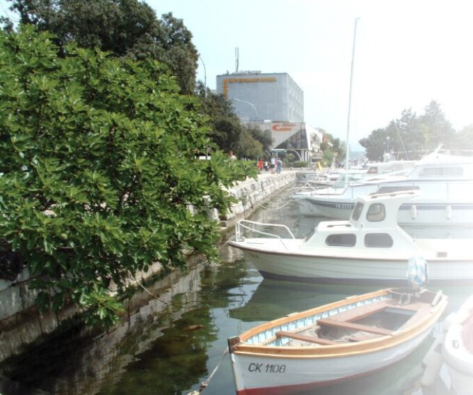 Stara smokva u luci Crikvenica